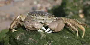 Chinese Mitten Crab. Copyright: Shutterstock